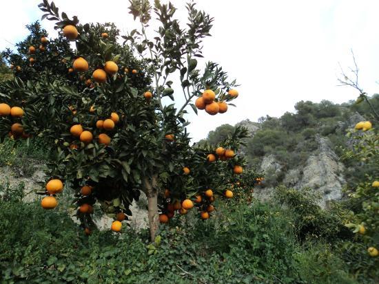 Comidas Caseras Carmen