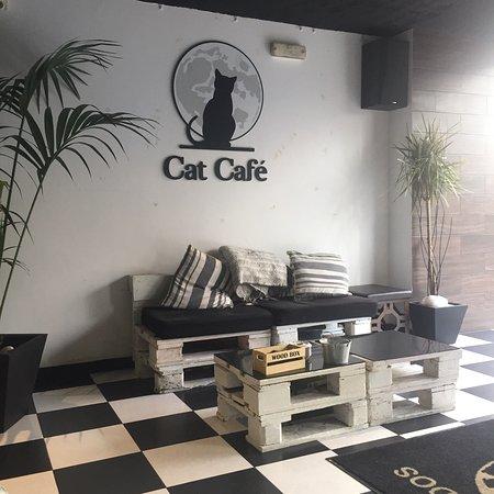 Cat Cafe