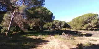 Pinar de la Dinamita