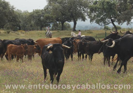 Entre Toros y Caballos